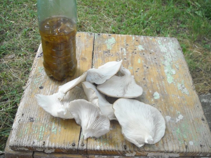 Ime: bukovace.jpg Pregleda: 27 Veličina: 97.2 KB