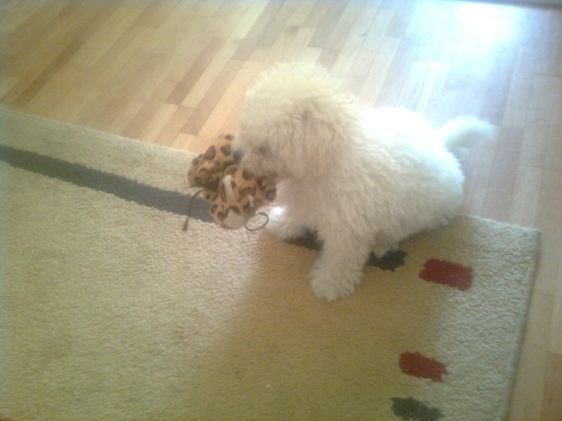 Ime: Djole5.jpg Pregleda: 1313 Veličina: 63.8 KB