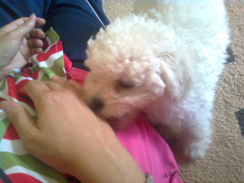 Ime: Djole7.jpg Pregleda: 1280 Veličina: 73.8 KB