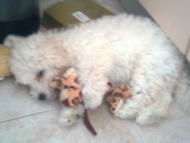 Ime: Djole & friend.jpg Pregleda: 1365 Veličina: 59.0 KB