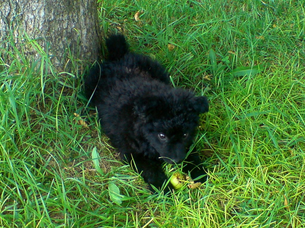 Ime: Gara stene 2.jpg Pregleda: 5023 Veličina: 277.0 KB