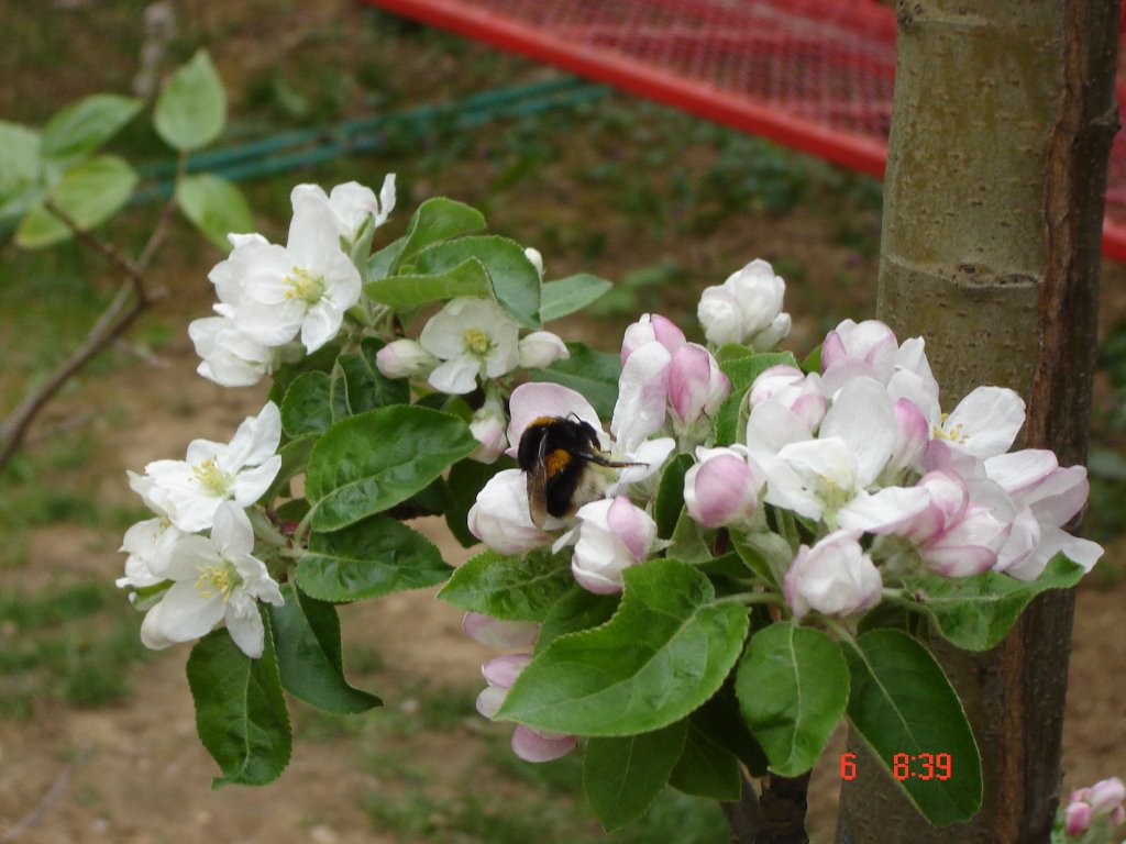 Ime: DSC07253.jpg Pregleda: 64 Veličina: 122.1 KB