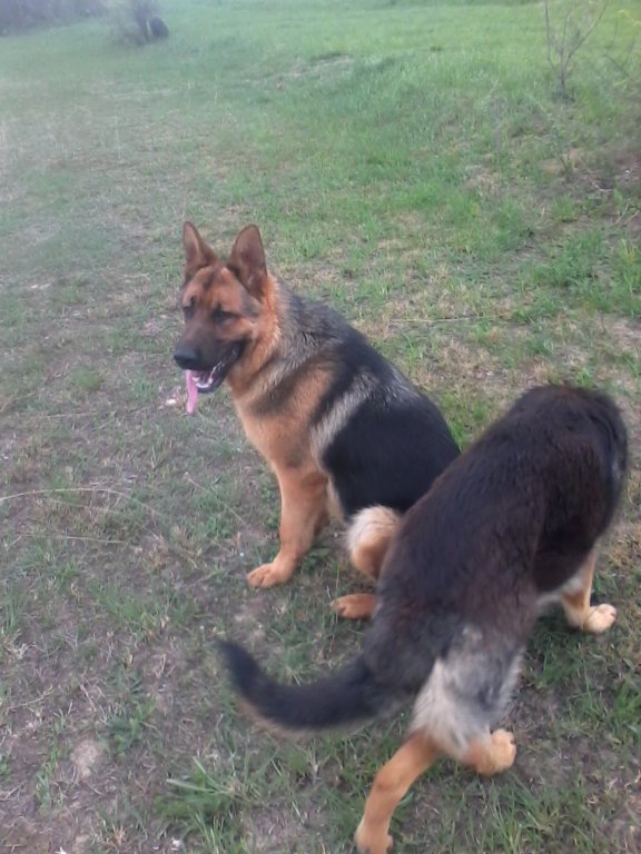 Ime: 130412-1718(003).jpg Pregleda: 1763 Veličina: 89.7 KB