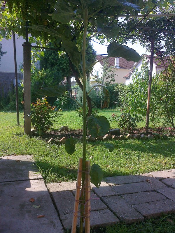 Ime: Fotografija0108.jpg Pregleda: 523 Veličina: 167.2 KB