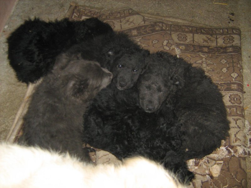 Ime: IMG_0004[1].jpg Pregleda: 2050 Veličina: 74.9 KB