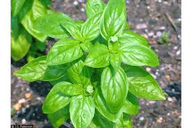 Ime: bosiljak.jpg Pregleda: 1889 Veličina: 10.2 KB