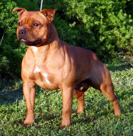 Ime: sbt1.jpg Pregleda: 13956 Veličina: 134.5 KB