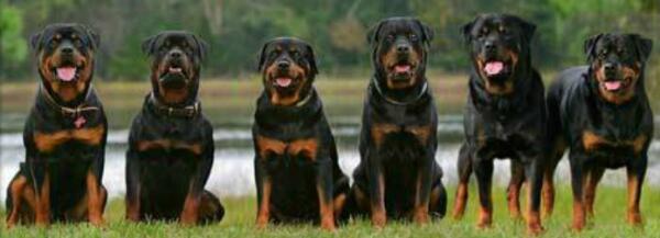 Ime: index-00.jpg Pregleda: 11270 Veličina: 20.7 KB