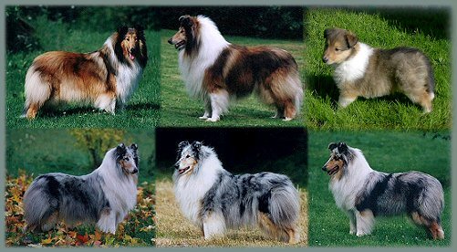Ime: mycollies.jpg Pregleda: 1218 Veličina: 48.9 KB