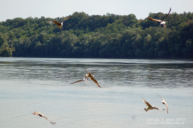 Ime: 0 (4).jpg Pregleda: 3506 Veličina: 133.5 KB