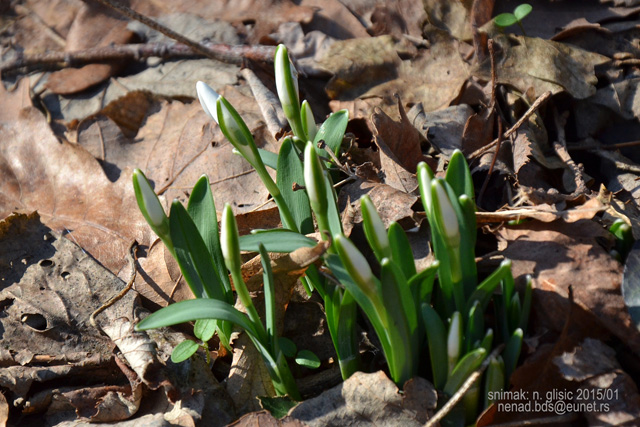 Ime: 0 (4).jpg Pregleda: 1838 Veličina: 176.8 KB