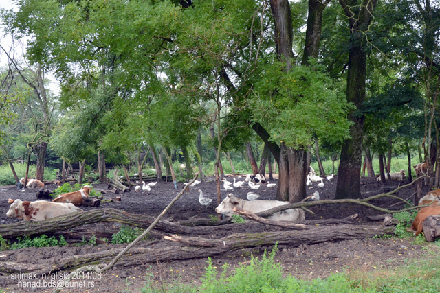 Ime: 1 (13).jpg Pregleda: 2331 Veličina: 224.3 KB