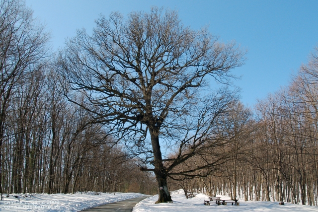 Ime: F_Gora 09 copy.JPG Pregleda: 2055 Veličina: 333.9 KB