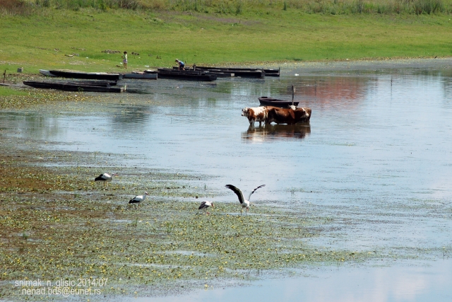 Ime: K.JPG Pregleda: 1537 Veličina: 274.5 KB