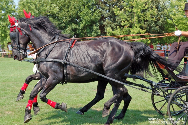 Ime: TF (14).JPG Pregleda: 2431 Veličina: 316.2 KB