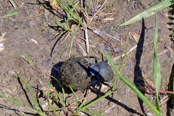 Ime: FG (6).jpg Pregleda: 543 Veličina: 115.4 KB