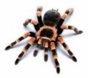 Avatar od  spajdervik